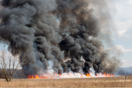 Prescribed burn in the Busse Woods Forest Preserve 3/31/15 conducted by the Forest Preserve District of Cook County Resource Management Department firefighters Larry Shapiro photographer shapirophotography.net